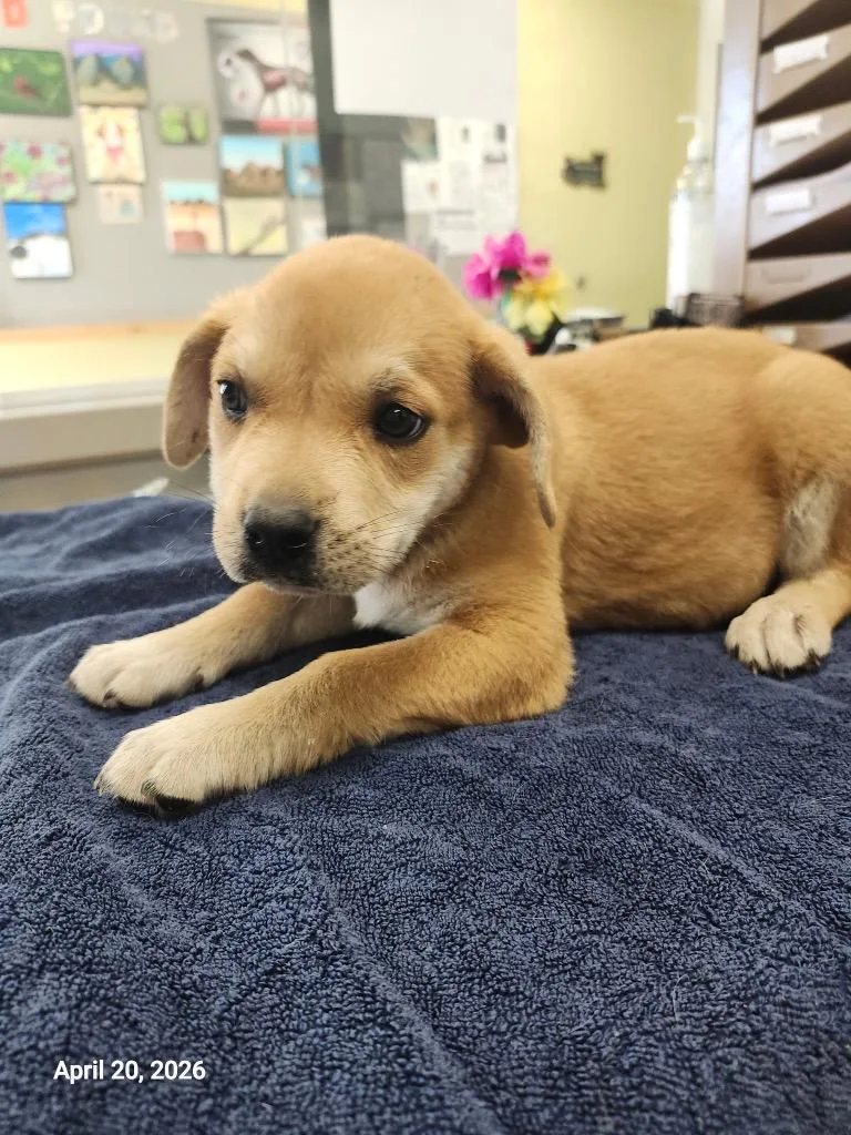 A baby large-sized female Mixed Breed dog named Valkyrie for adoption in Sapulpa, OK