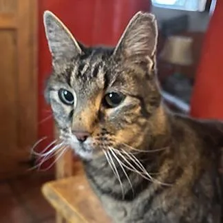 A senior medium-sized male Domestic Short Hair cat named Goofy Boy for adoption in Santa Fe, NM