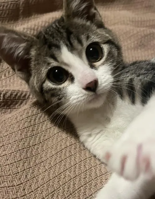 A baby small-sized female Domestic Short Hair cat named Dory for adoption in Thornton, CO