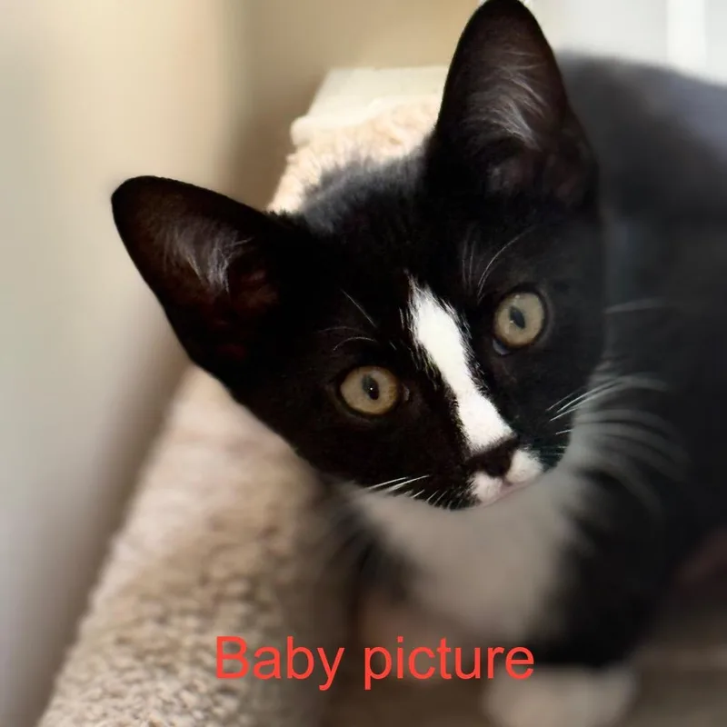 Vanilla Ice thumbnail 3