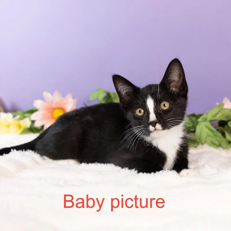 Vanilla Ice thumbnail 5