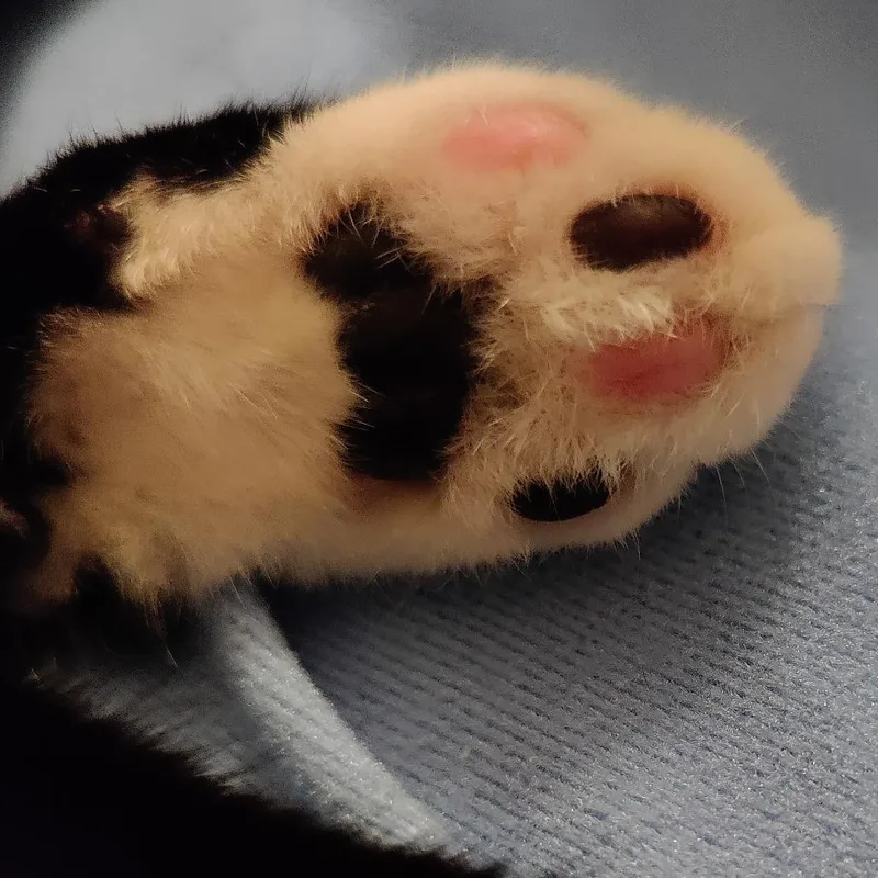 Vanilla Ice thumbnail 6