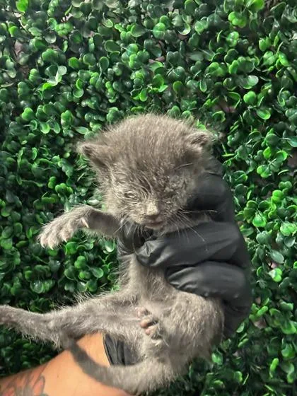 A baby extra large-sized female Gray / Blue / Silver Domestic Medium Hair cat named 61510705 for adoption in El Paso, TX