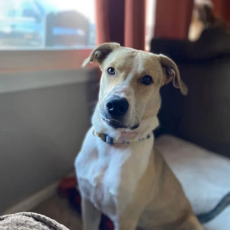 A young medium-sized male Labrador Retriever dog named Roman for adoption in Minooka, IL