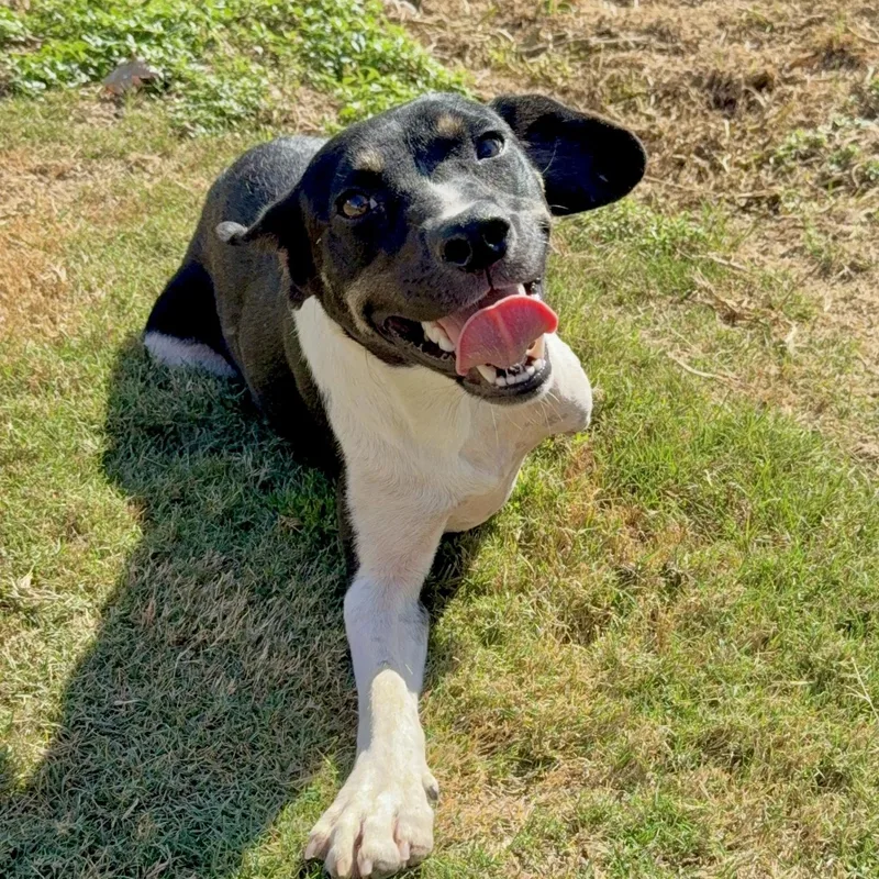 A young medium-sized female Tricolor (Brown, Black, & White) Mixed Breed dog named Dolly for adoption in Tunica, MS