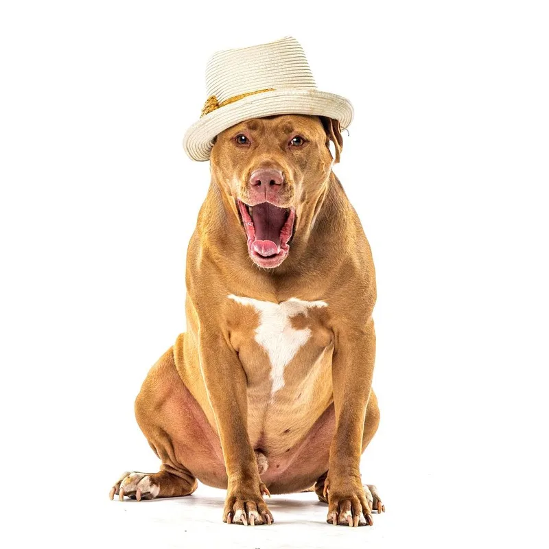 Rufus