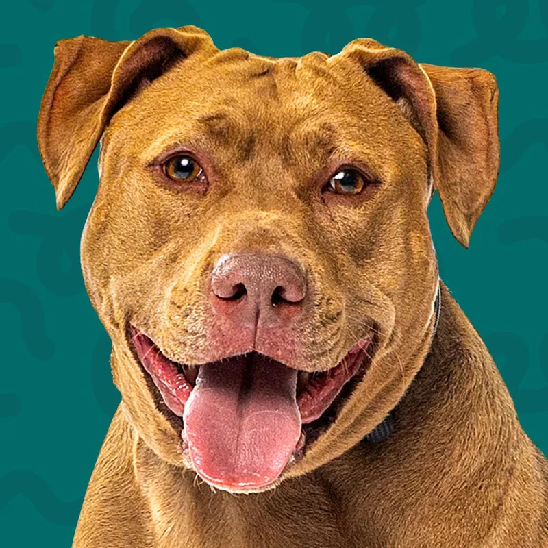 Rufus thumbnail 2