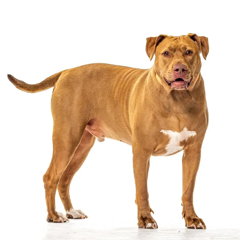 Rufus thumbnail 4