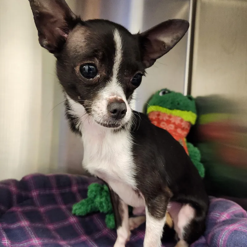 An adult small-sized female Black Chihuahua dog named Yui for adoption in Liberty, MO