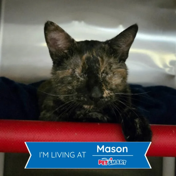 An adult medium-sized female Tortoiseshell Domestic Short Hair cat named Ellie for adoption in Cincinnati, OH