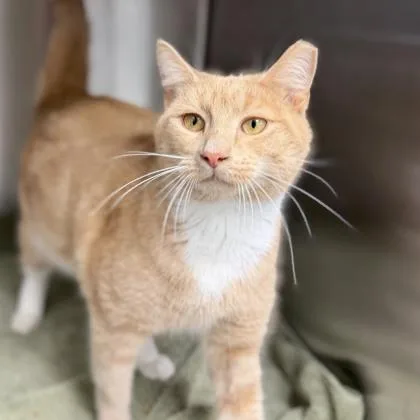 An adult small-sized male Cream / Ivory Domestic Short Hair cat named Riddler for adoption in Atlanta, GA