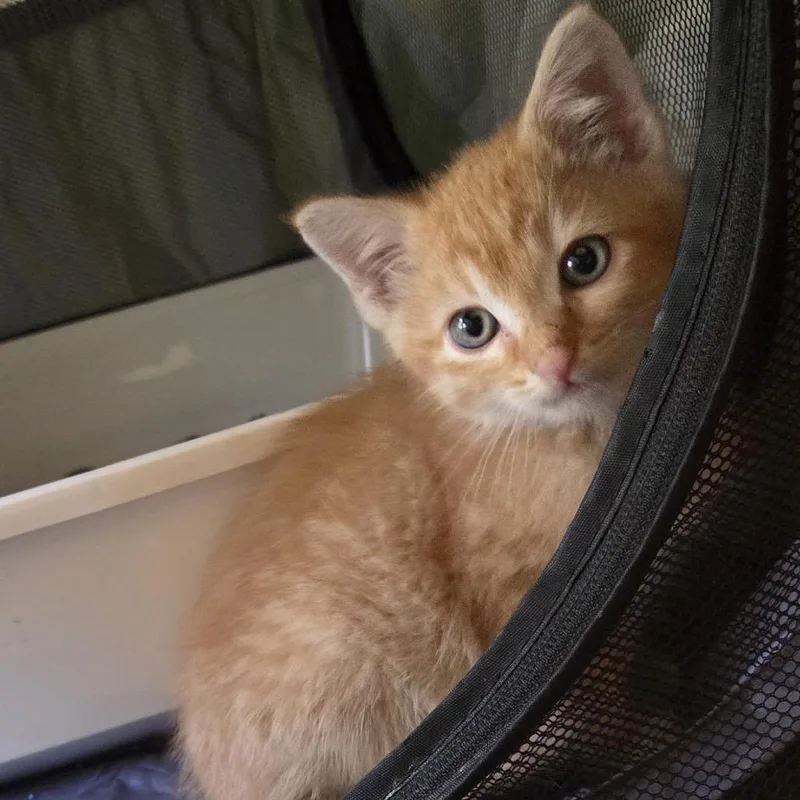 A baby small-sized male Orange / Red Domestic Short Hair cat named Tazc for adoption in East Saint Louis, IL