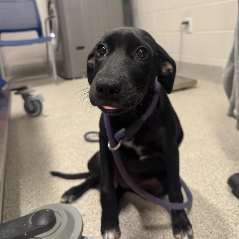 A baby medium-sized female Black Mixed Breed dog named Yelaika for adoption in Englewood, FL