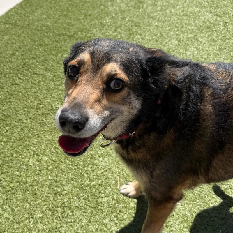 A senior medium-sized male Black Australian Kelpie dog named Milton for adoption in Cody, WY