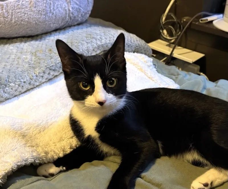 An adult medium-sized female Black & White / Tuxedo Domestic Short Hair cat named Adele for adoption in New York, NY