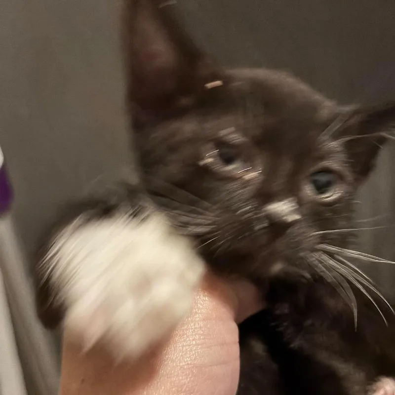 A baby small-sized male Black Domestic Short Hair cat named Teddy Shaw for adoption in Eagle Mountain, UT