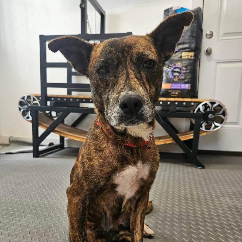 An adult medium-sized female Brindle American Staffordshire Terrier dog named Valentines for adoption in Spring, TX
