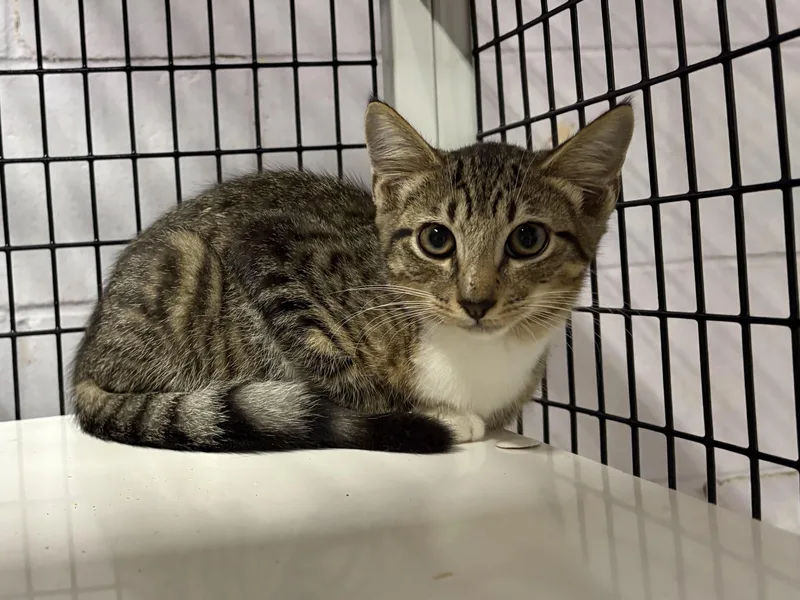 A young small-sized male Tabby (Buff / Tan / Fawn) Domestic Short Hair cat named Cisco for adoption in Monticello, GA