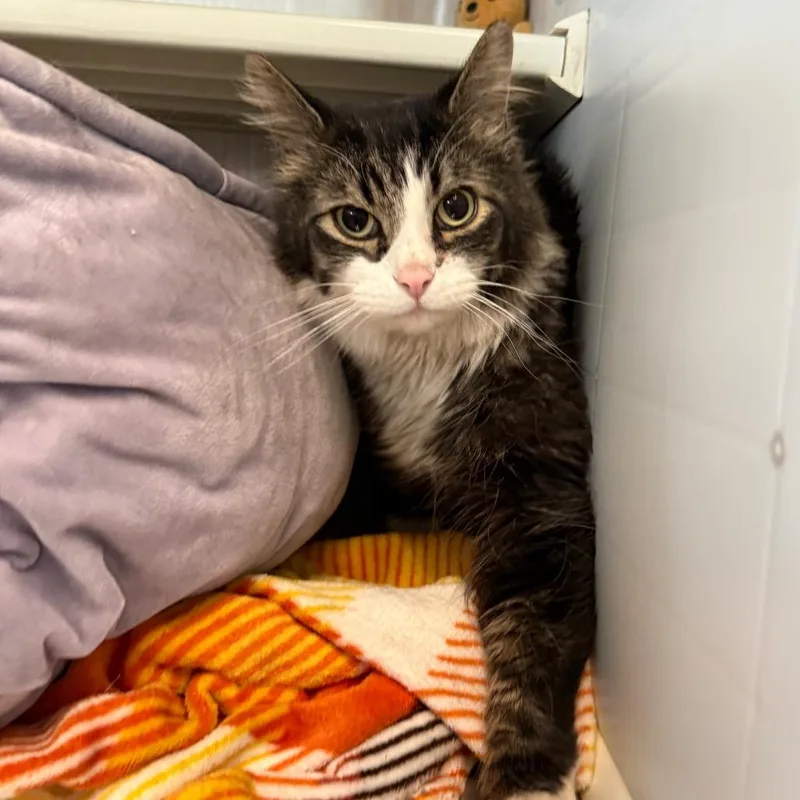 An adult large-sized male Brown / Chocolate Domestic Medium Hair cat named Bucket for adoption in Denver, CO