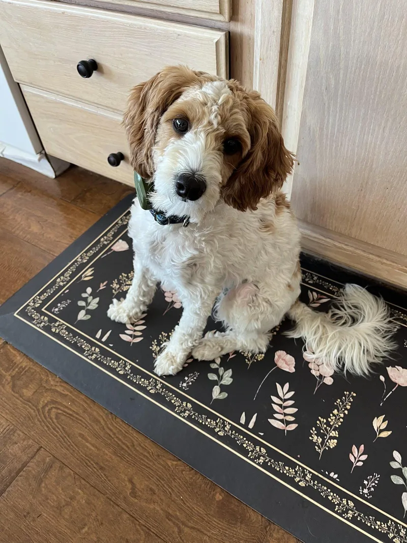 A young small-sized male Poodle dog named Raine Aka Skipper for adoption in Capistrano Beach, CA