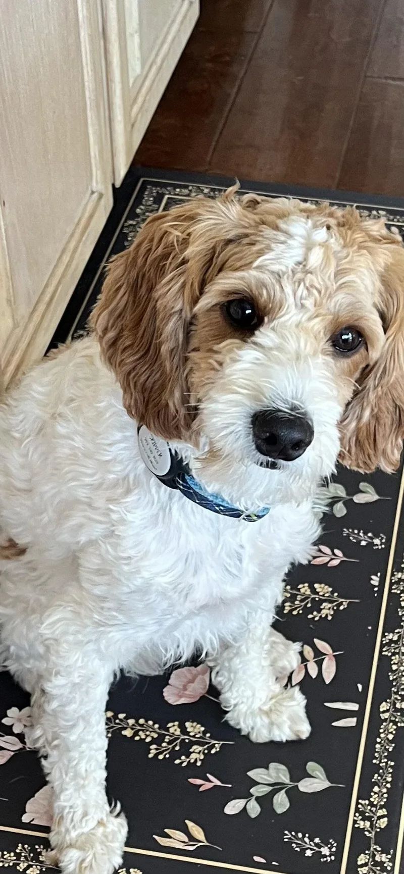 Raine Aka Skipper thumbnail 3