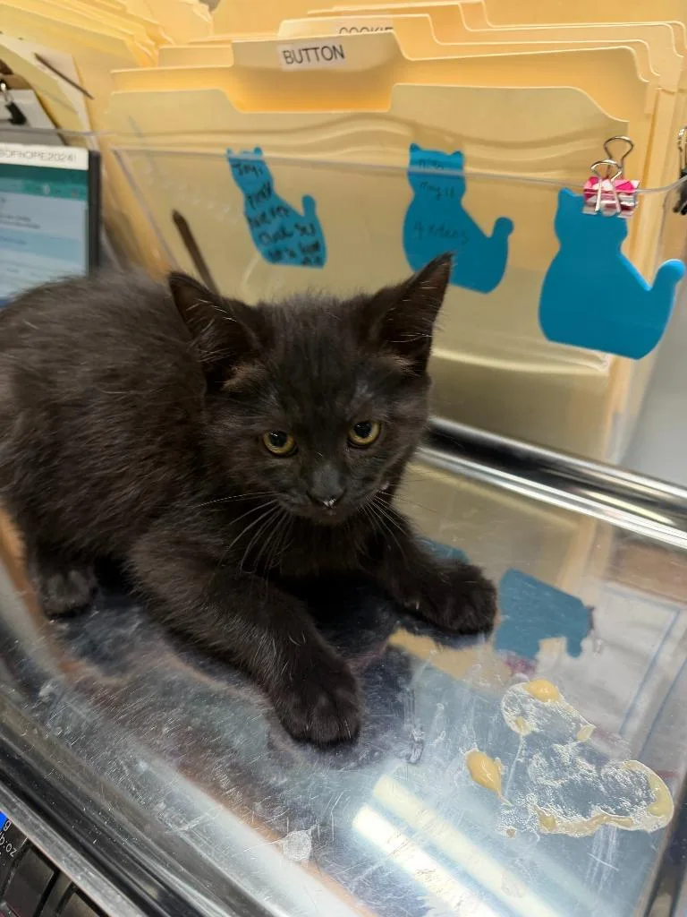 A baby small-sized male Domestic Short Hair cat named Coal for adoption in Algona, IA