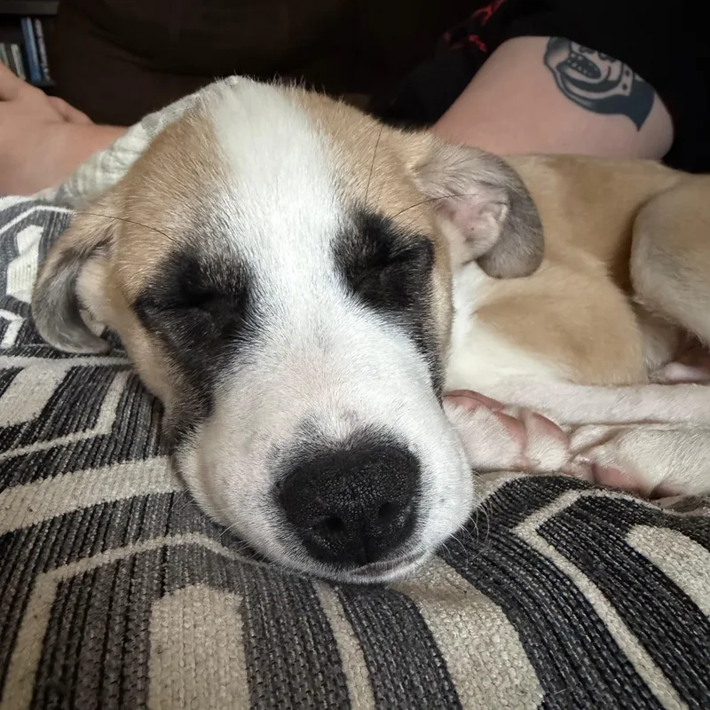 A baby medium-sized male White / Cream Anatolian Shepherd dog named Rocky for adoption in Houston, TX