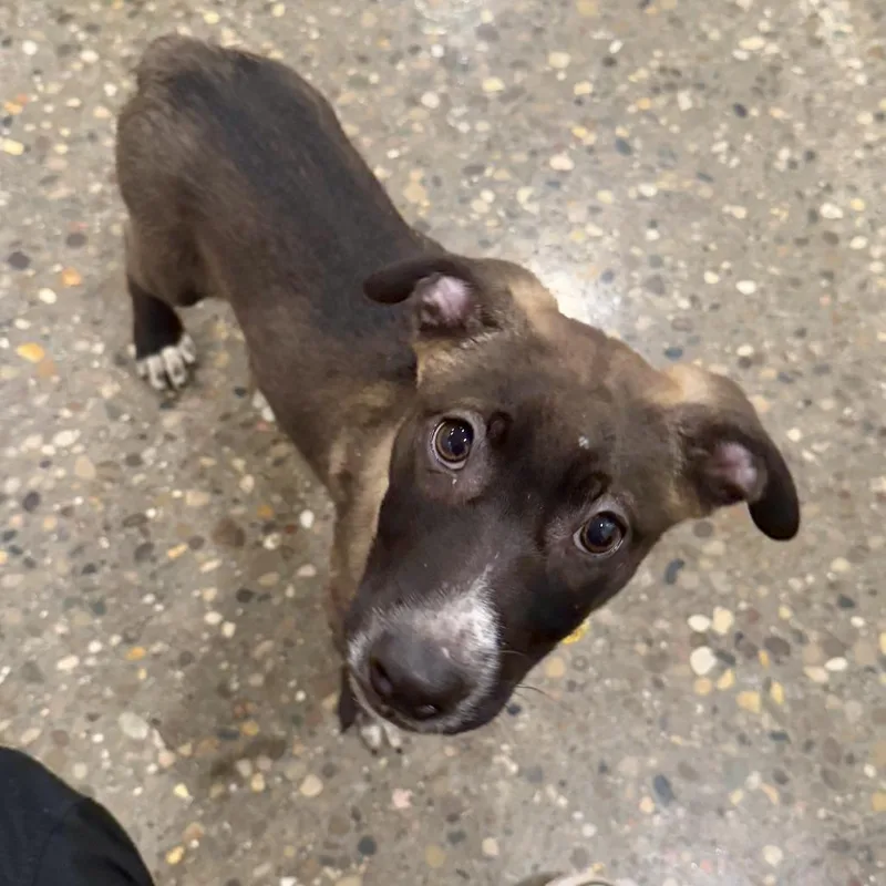 A baby small-sized female Brown / Chocolate Labrador Retriever dog named Bikini for adoption in Louisville, KY