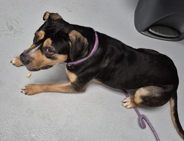 Pen  Koko thumbnail 2