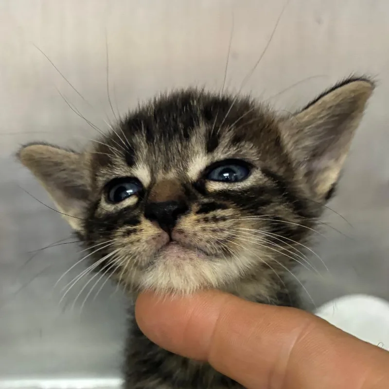 A baby small-sized male Brown / Chocolate Domestic Short Hair cat named Waffle for adoption in Gainesville, FL