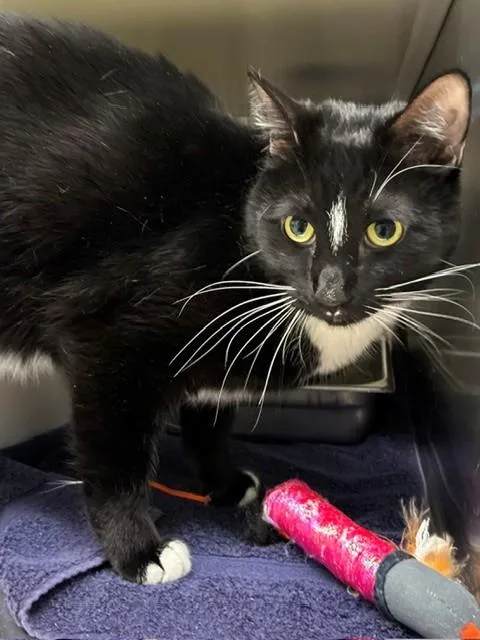 An adult large-sized male Domestic Short Hair cat named Boba for adoption in Brighton, CO