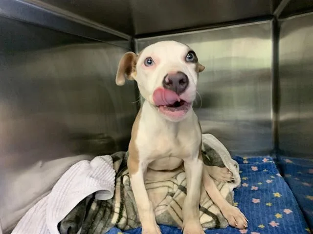 A baby small-sized male American Staffordshire Terrier dog named Drumstick for adoption in Grand Prairie, TX