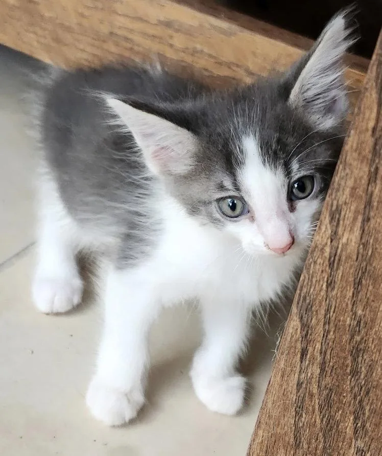 Finn