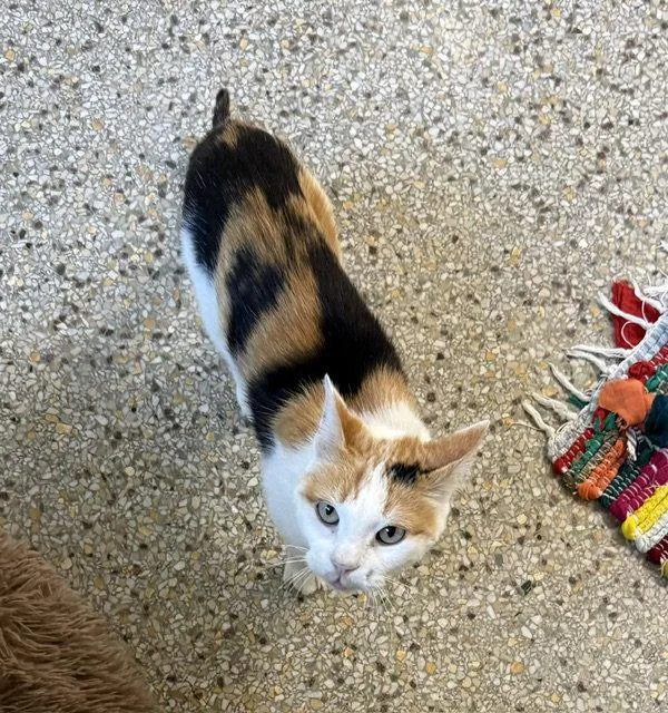 A young medium-sized female Domestic Short Hair cat named Pinkerton for adoption in Williamsburg, IA