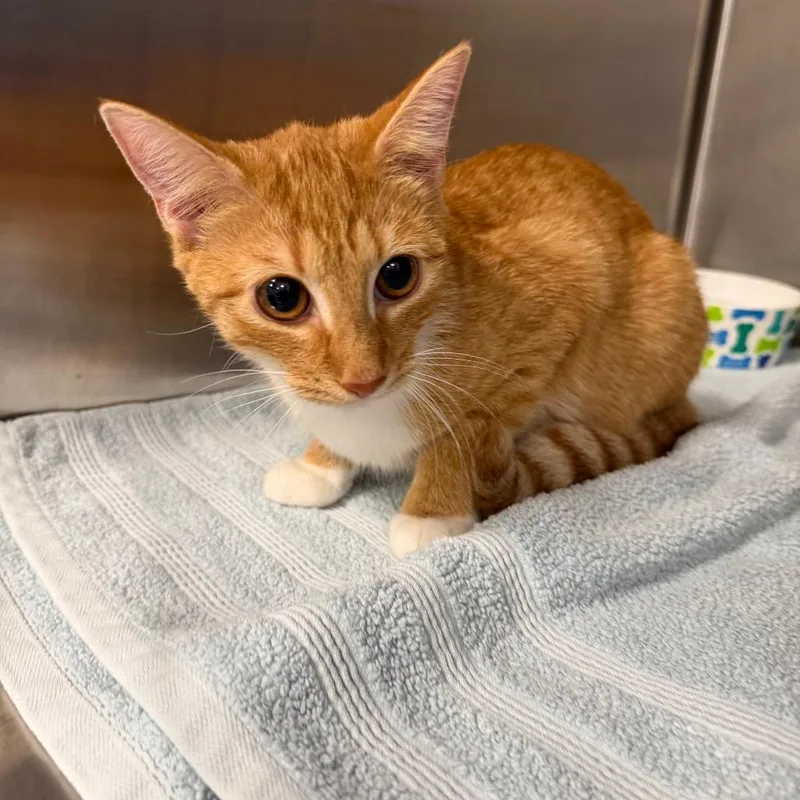 A young small-sized female Orange / Red Domestic Short Hair cat named Oui for adoption in Greensboro, NC
