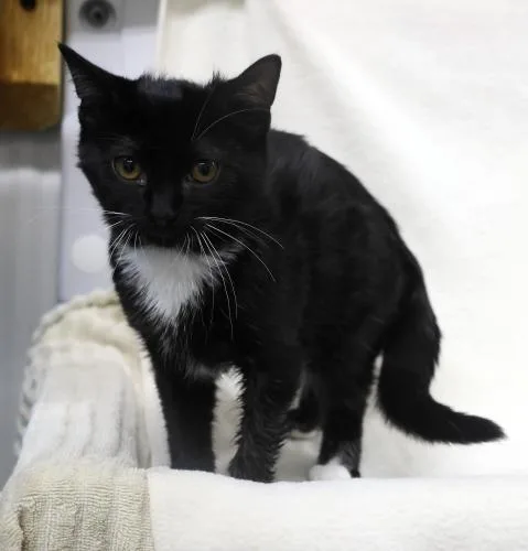 A young medium-sized male Domestic Short Hair cat named Mamba for adoption in Thief River Falls, MN