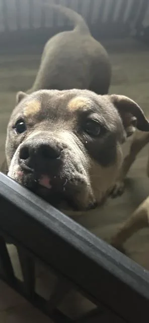 An adult medium-sized female Pit Bull Terrier dog named Matilda for adoption in Killeen, TX