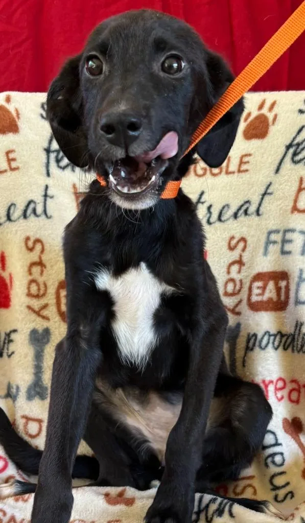 A baby medium-sized female Pit Bull Terrier dog named Audrey for adoption in Swainsboro, GA