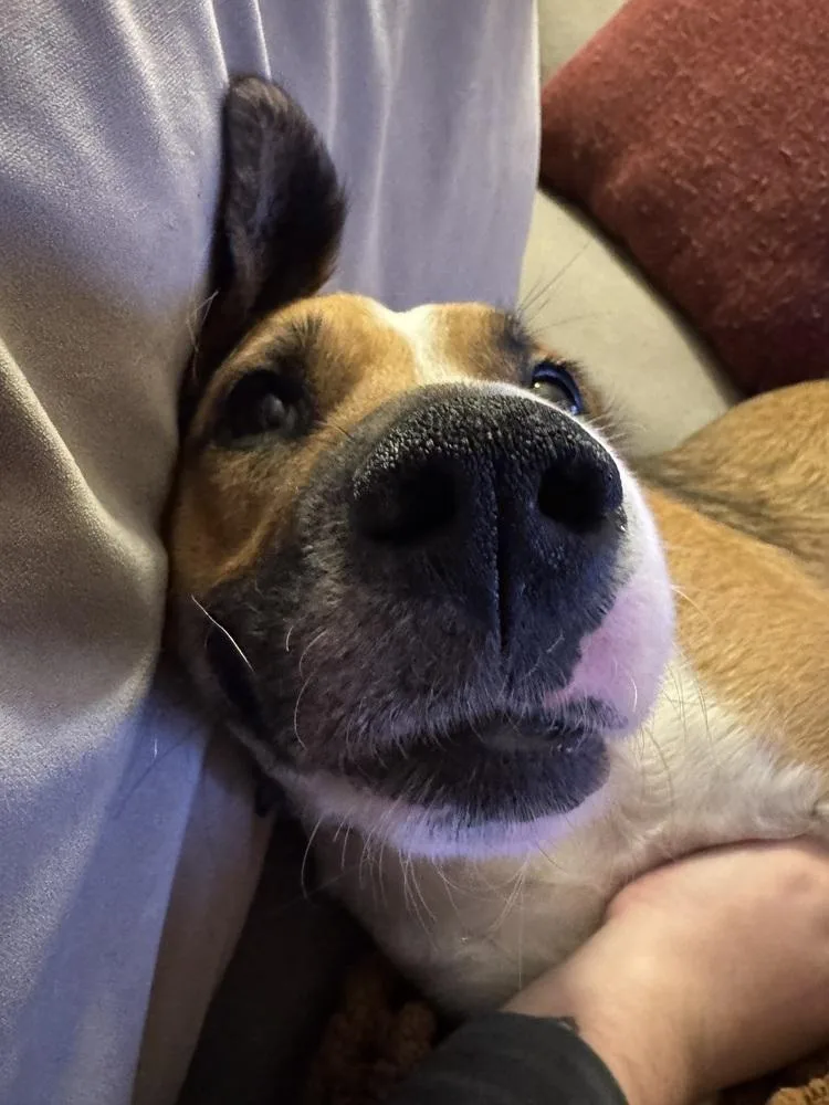 An adult large-sized female Mixed Breed dog named Ginger for adoption in New Albany, OH