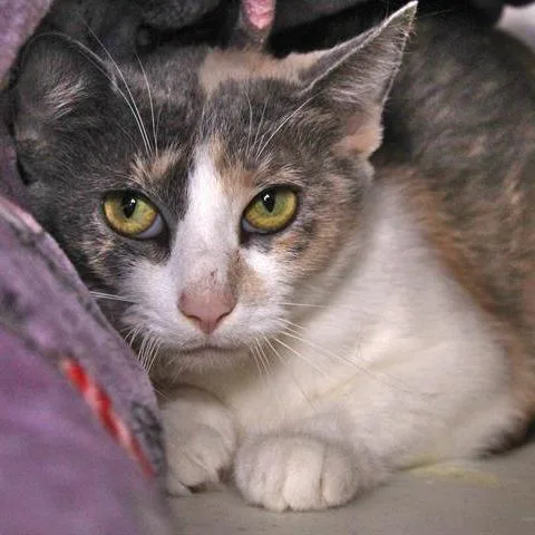 A senior medium-sized female Calico Domestic Short Hair cat named Kiera for adoption in Hopkinton, MA