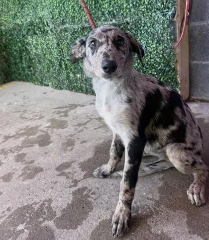 A baby medium-sized female Australian Cattle Dog / Blue Heeler dog named 61800974 for adoption in El Paso, TX