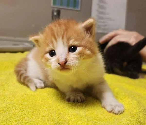 A baby small-sized male Domestic Short Hair cat named Nelson for adoption in Dublin, CA