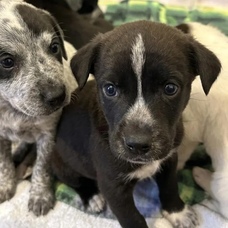 A baby small-sized male Black Border Collie dog named Onyx for adoption in Tulsa, OK