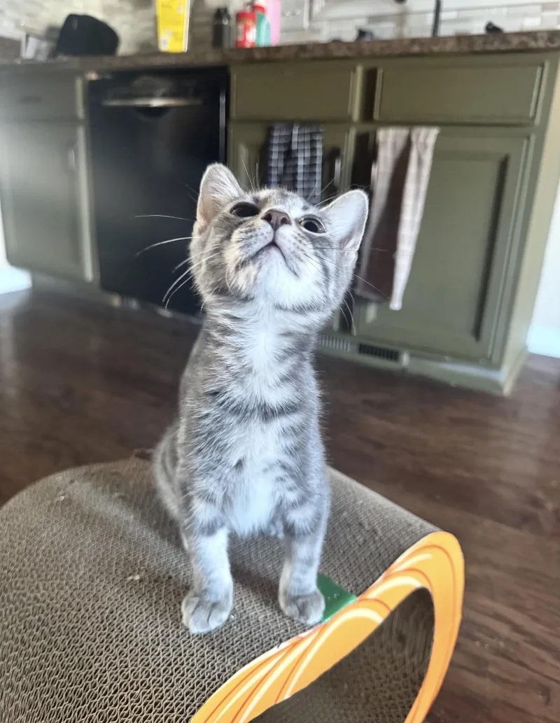 A baby small-sized female Tabby (Gray / Blue / Silver) Domestic Short Hair cat named Winona for adoption in Woodlawn, TN