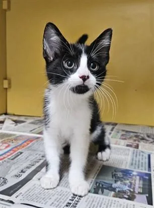 A baby medium-sized female Domestic Short Hair cat named Figaro for adoption in Los Angeles, CA