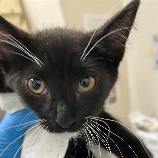 A baby small-sized female Domestic Short Hair cat named Dolly for adoption in Naples, FL