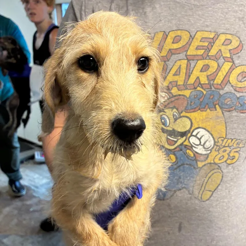 A baby medium-sized female Yellow / Tan / Blond / Fawn Poodle dog named Pickle for adoption in Hattiesburg, MS