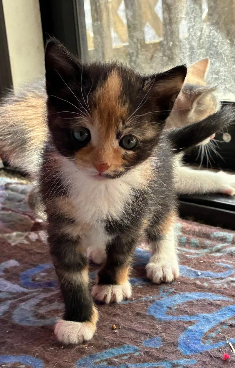 A baby small-sized female Tortoiseshell Tortoiseshell cat named Hallieween for adoption in Bayonne, NJ