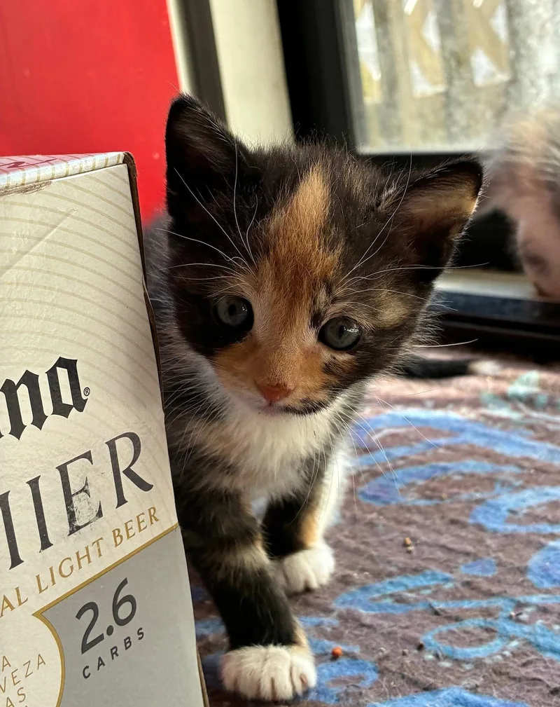 Hallieween thumbnail 2