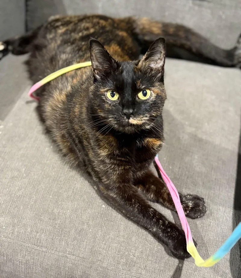 A senior medium-sized female Domestic Short Hair cat named Calliope for adoption in Forest, VA